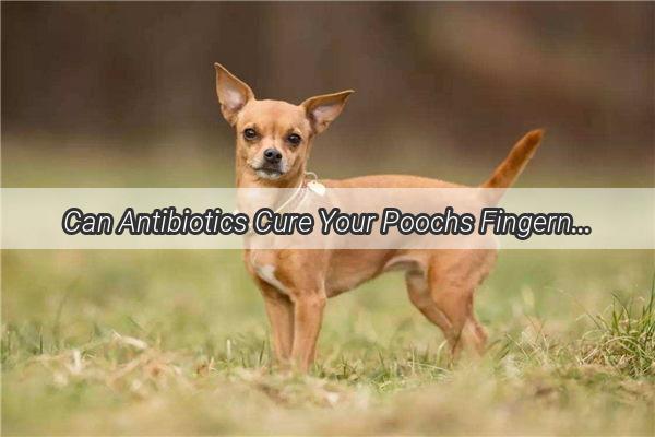 Can Antibiotics Cure Your Poochs Fingernail Woes The Truth About Canine Digital Dermatitis